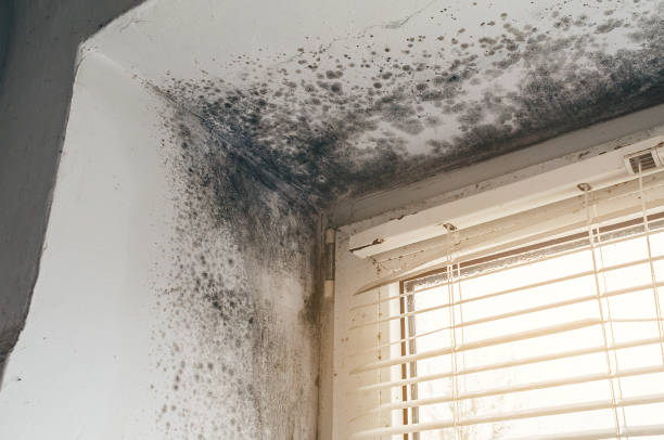 Affordable Mold Removal solutions in Lawrenceville, IL